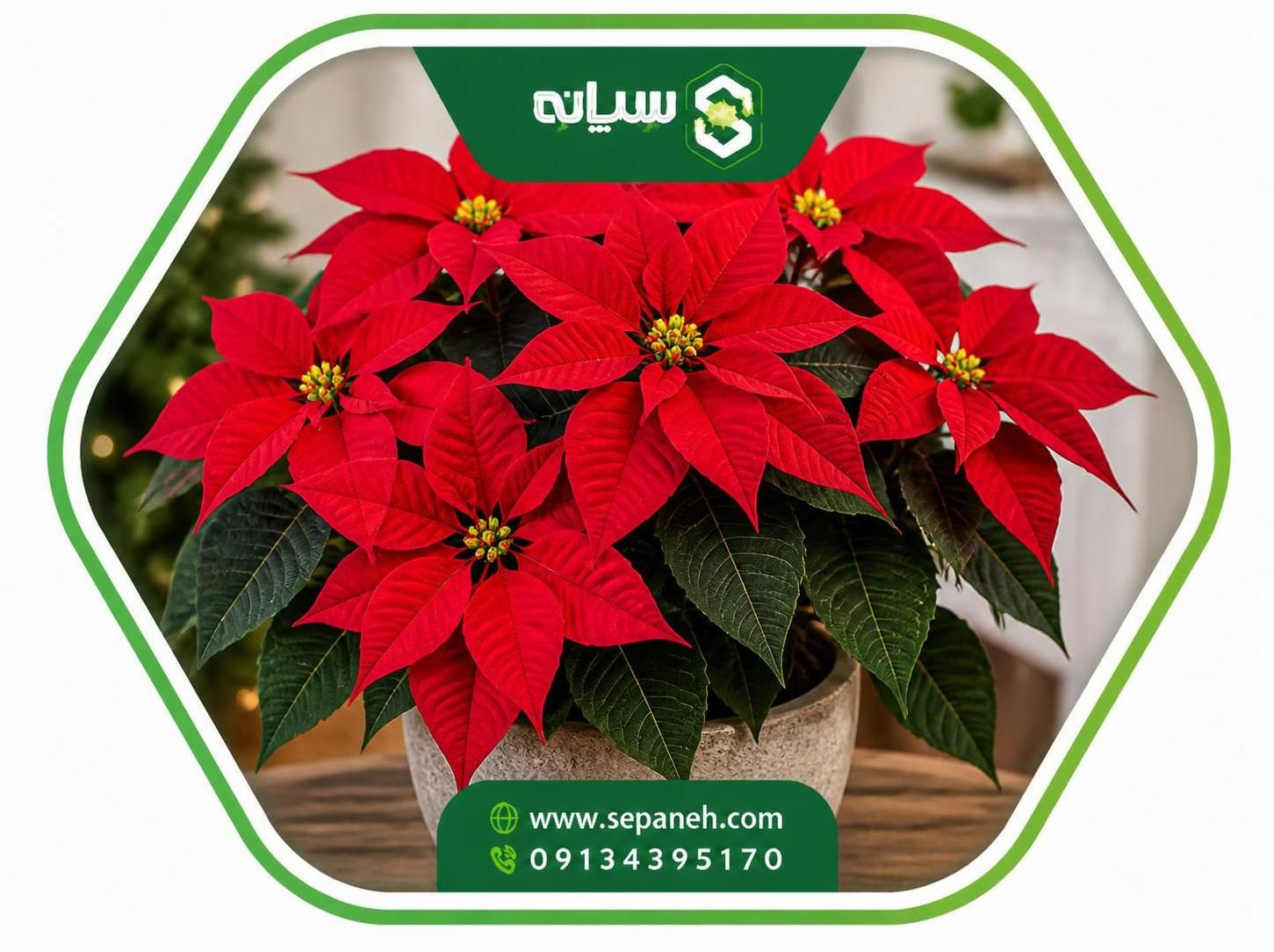 معرفی گیاه بنت قنسول یا گل کریسمس و شرایط نگهداری آن